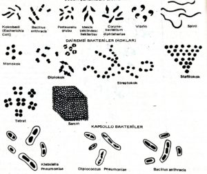 Çubuk şeklinde bakteriler.