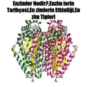 Enzimler Nedir