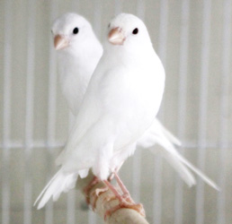 Beyaz Kanaryalar