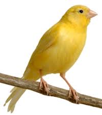 Kanarya Alırken Nelere Dikkat Edilmeli