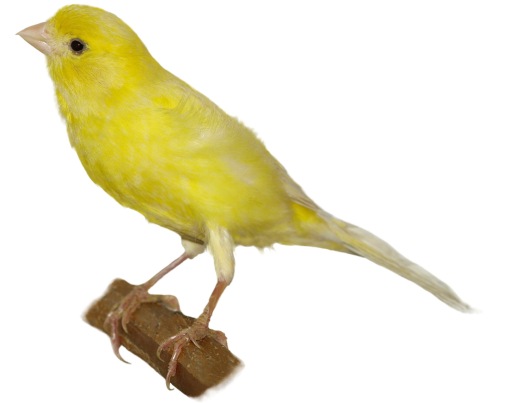 Kanarya Alırken Nelere Dikkat Edilmeli