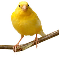 Kanarya Tünekleri
