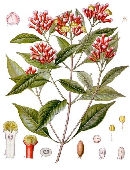 Karanfil