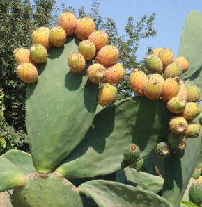 Kaynana Dili Bakımı