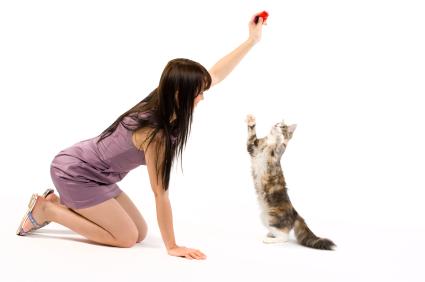 Kedi Eğitimi Nasıl Verilir