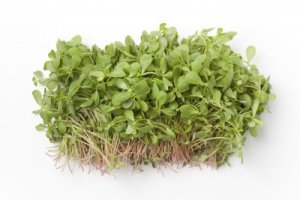 Semizotunun Faydaları