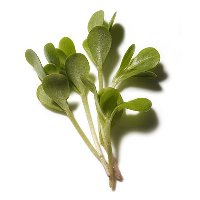 Semizotunun Faydaları