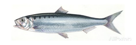 Tirsi Balığı Nasıl Yakalanır