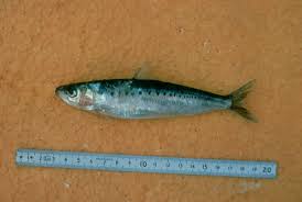 Tirsi Balığı Nasıl Yakalanır