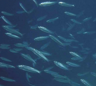 Tirsi Balığı Nasıl Yakalanır