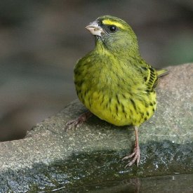 Yeşil Renkli Kanaryalar