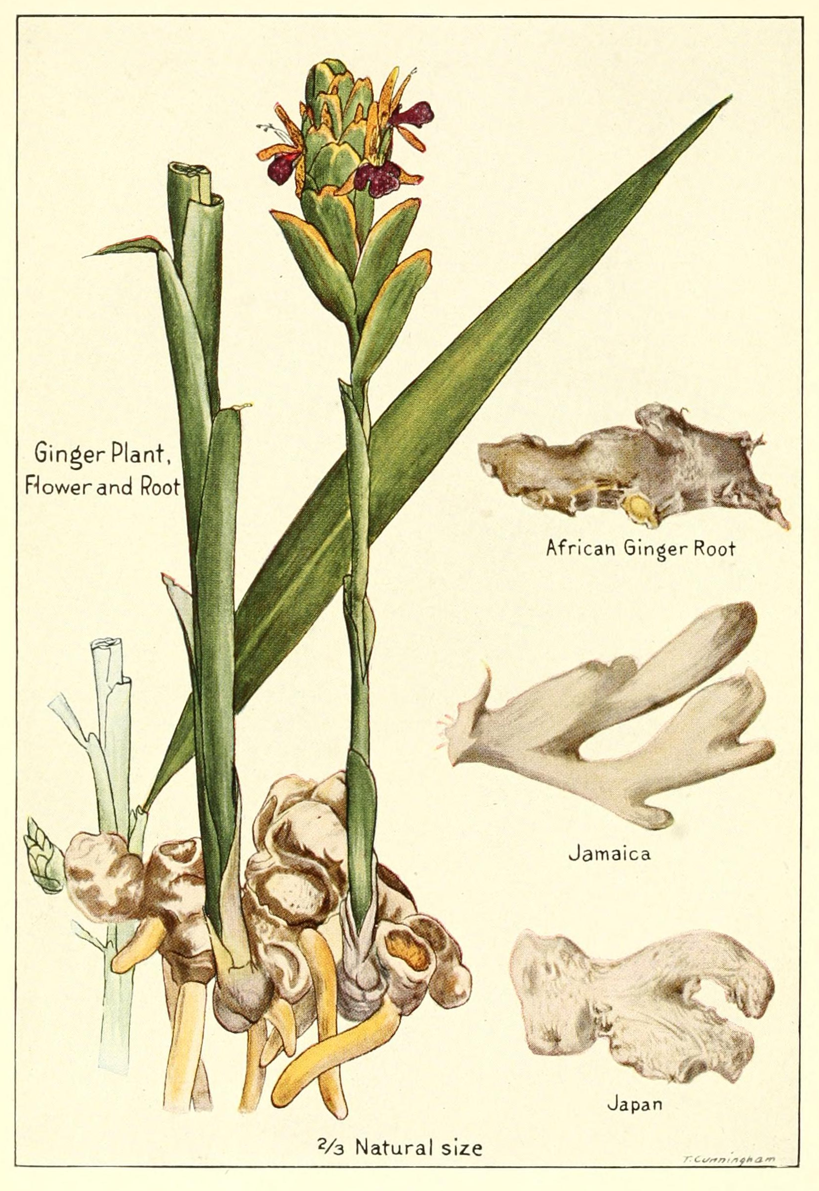 Zencefil Zencefil