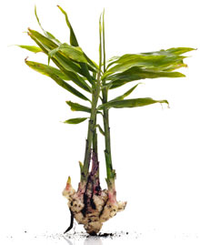 Zencefil Zencefil