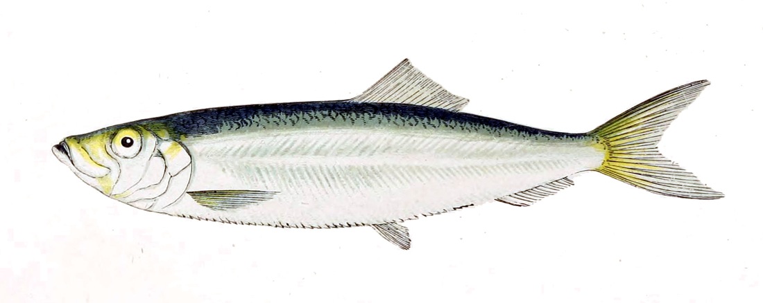 Çaça Balığı Nasıl Yakalanır