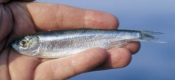 Tirsi Balığı Nasıl Yakalanır