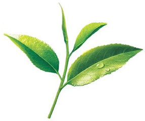 Çay