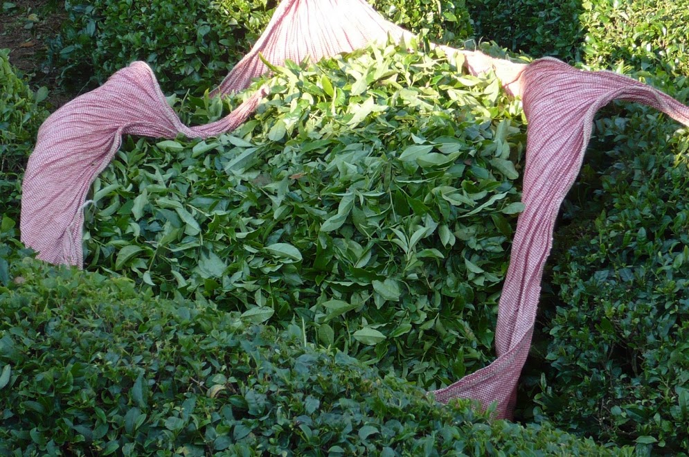 Çay