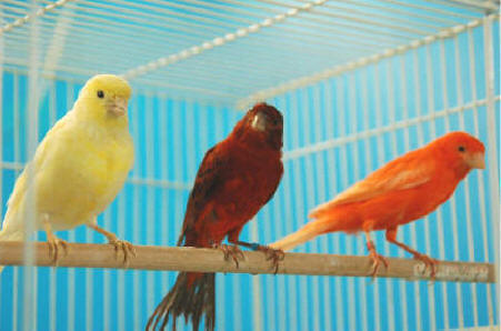 Renklerine Göre Kanaryalar