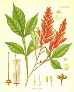 Simaroubaceae Nedir