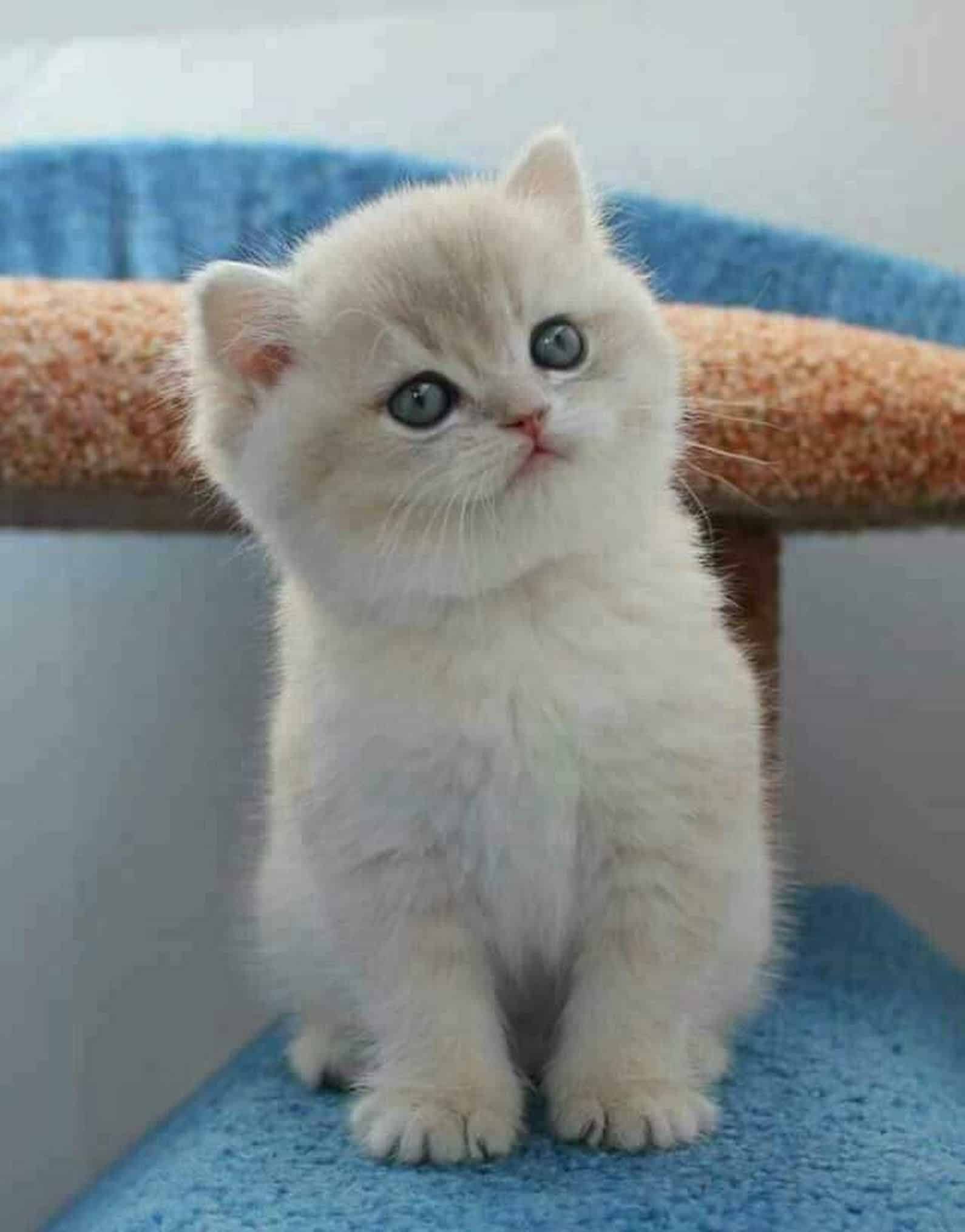 Kedi İsimleri